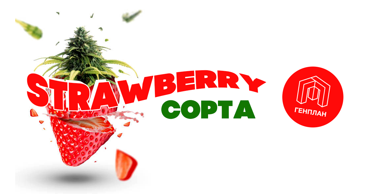 –16% на подборку Strawberry-сортов!
